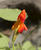  A002797-807croofm